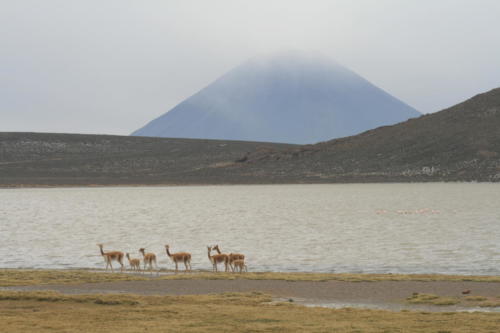 Laguna de salinas -Pérou