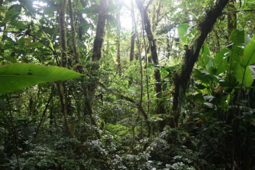 Monte verde- Costa Rica