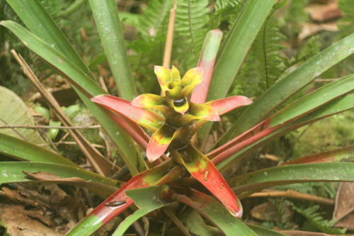Podocarpus- Equateur