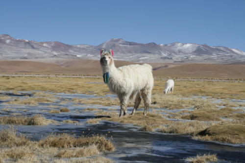 Sud Lipez- Bolivie