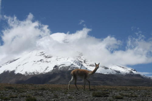 Volcan Chimborazo- Equateur